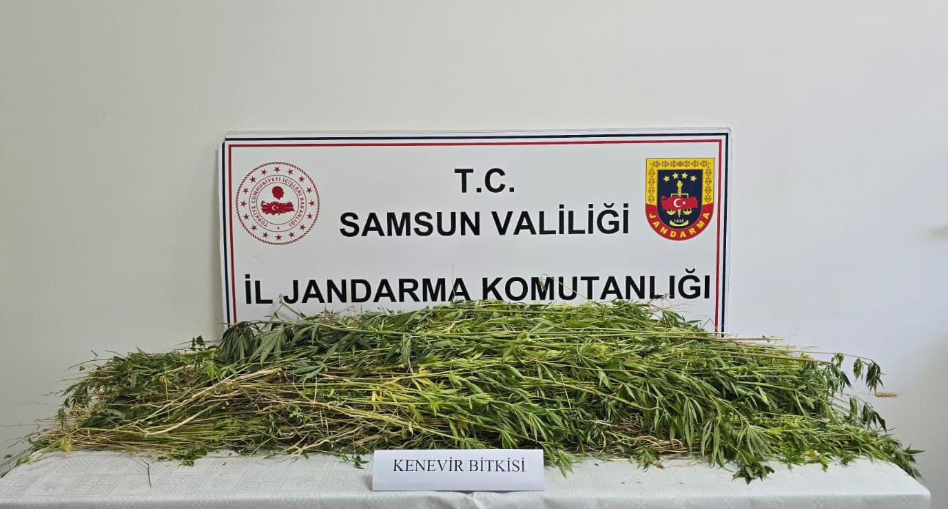 Samsun’da 5 bin 608 kök kenevir bitkisi ele geçirildi