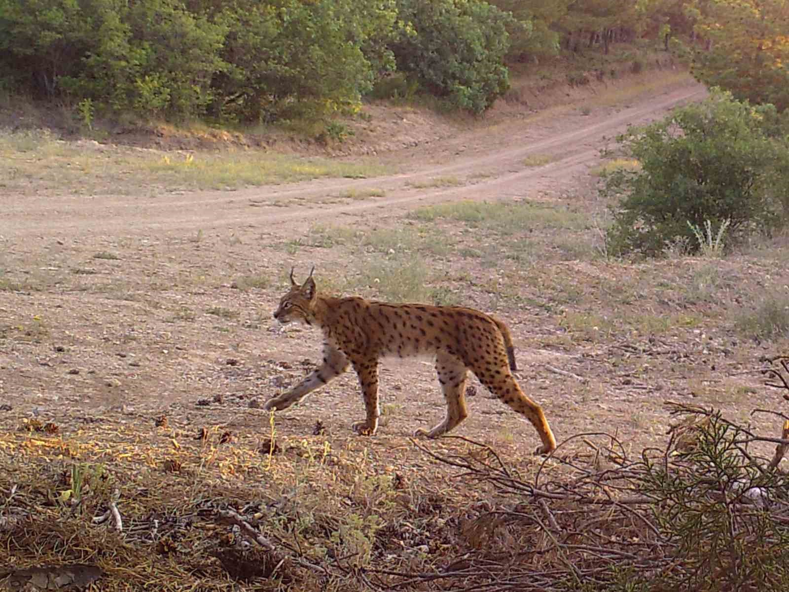 Anadolu bozkırı ve ormanlarında yaban hayatının izleri takip ediliyor