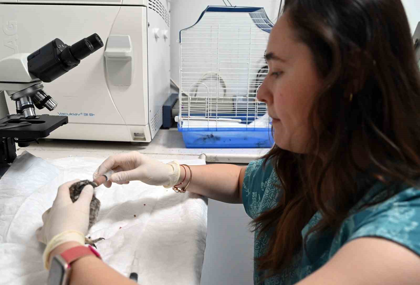 Koruma altına alınan yavru baykuşu şırıngayla besliyorlar