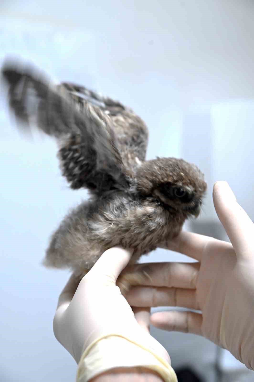 Koruma altına alınan yavru baykuşu şırıngayla besliyorlar
