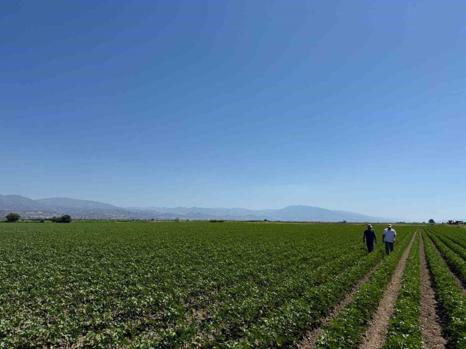 Yenipazar’da pamuk gelişimleri kontrol edildi