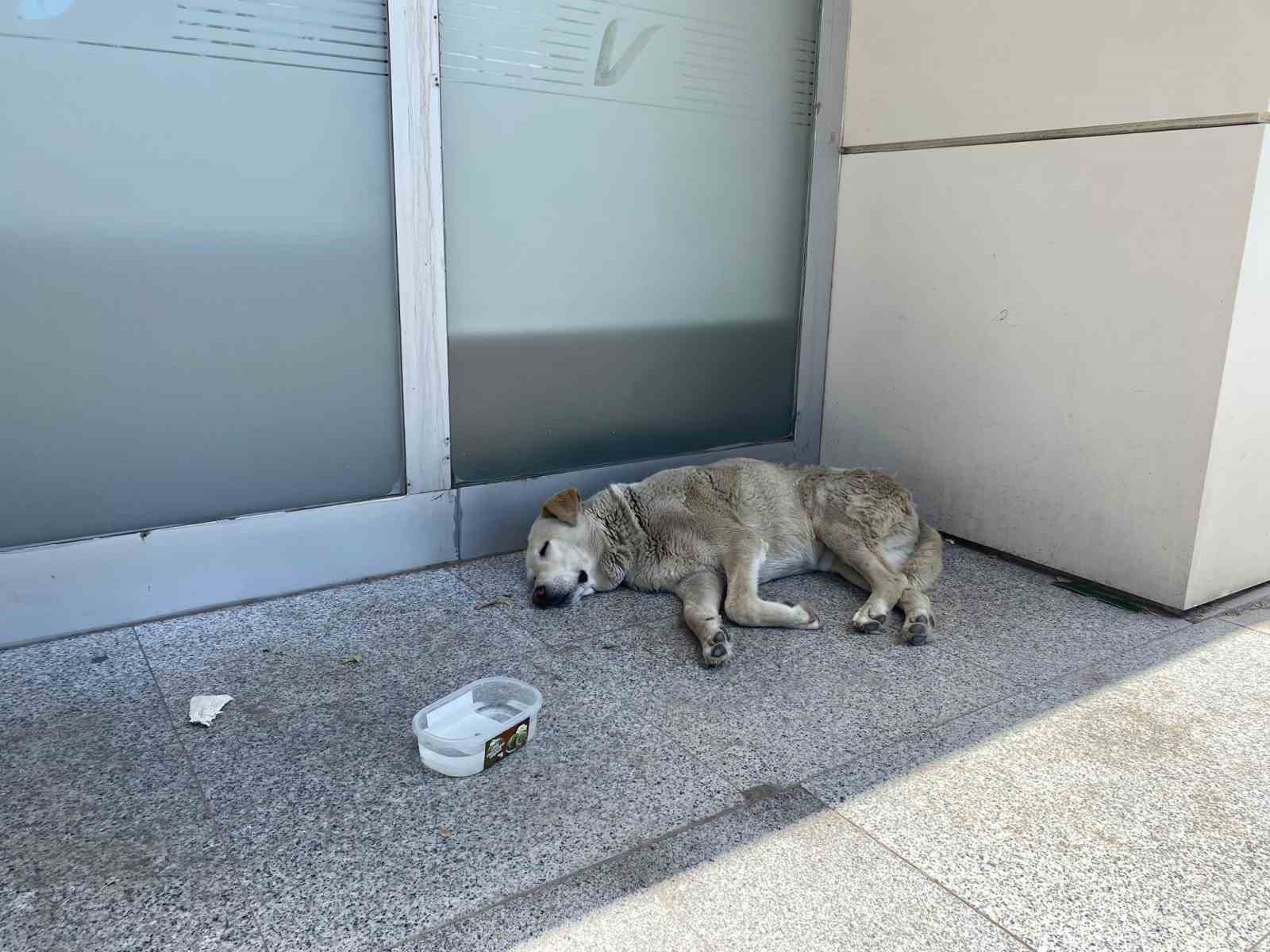 Eskişehir’deki sıcaklar köpekleri de etkiledi