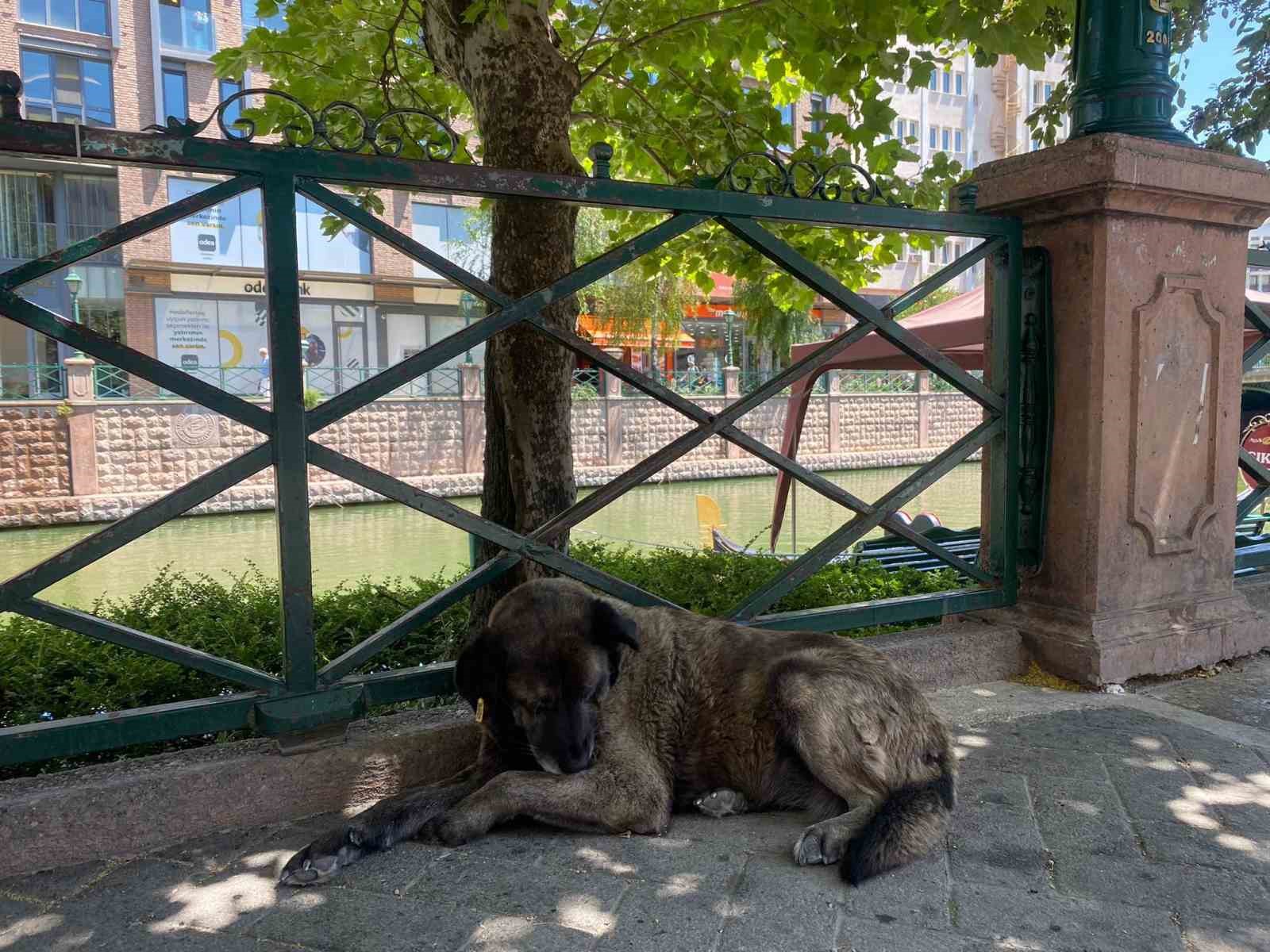 Eskişehir&rsquo;deki sıcaklar k&ouml;pekleri de etkiledi
