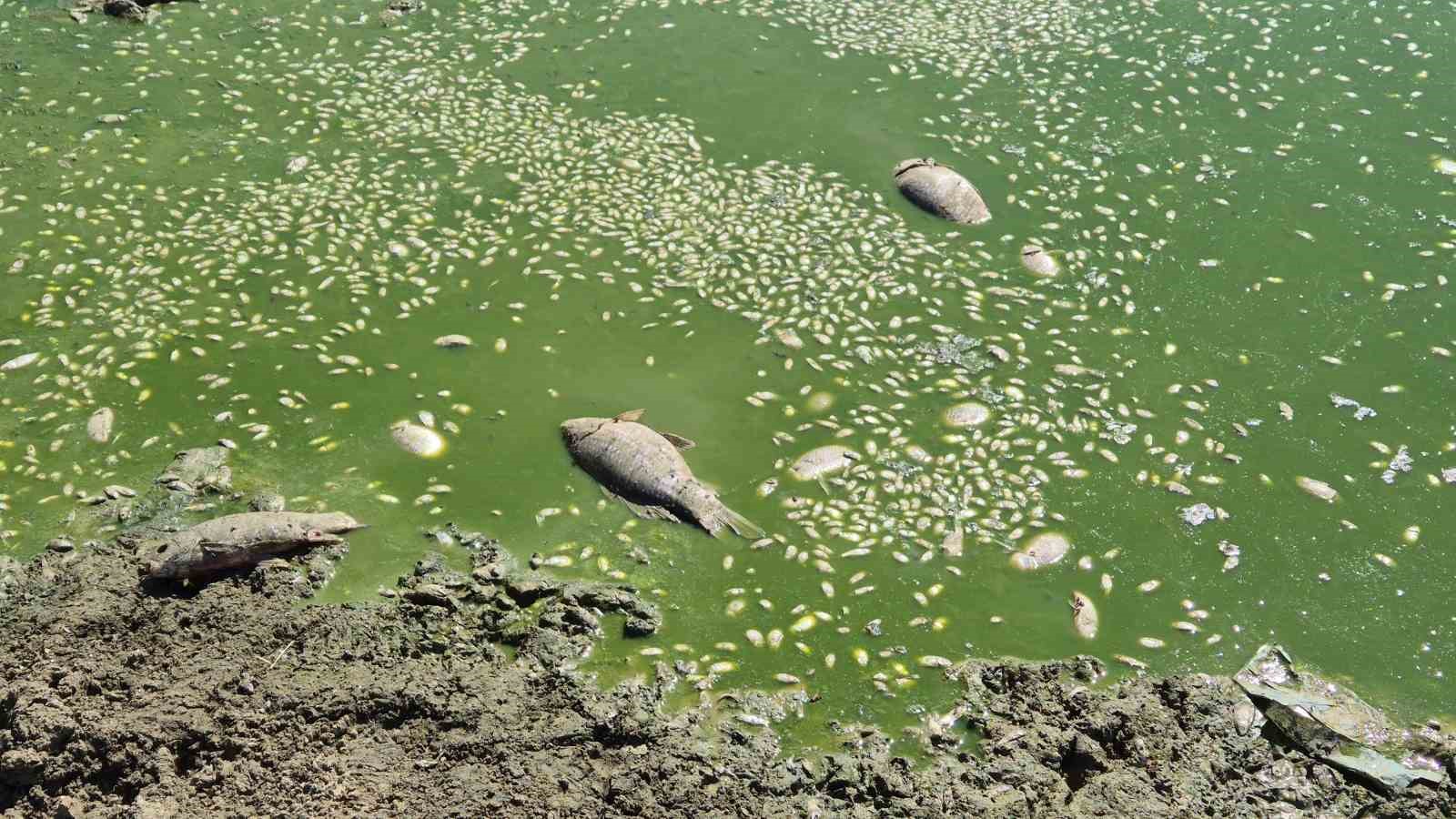 Tekirdağ’da gölet kurudu, balıklar öldü