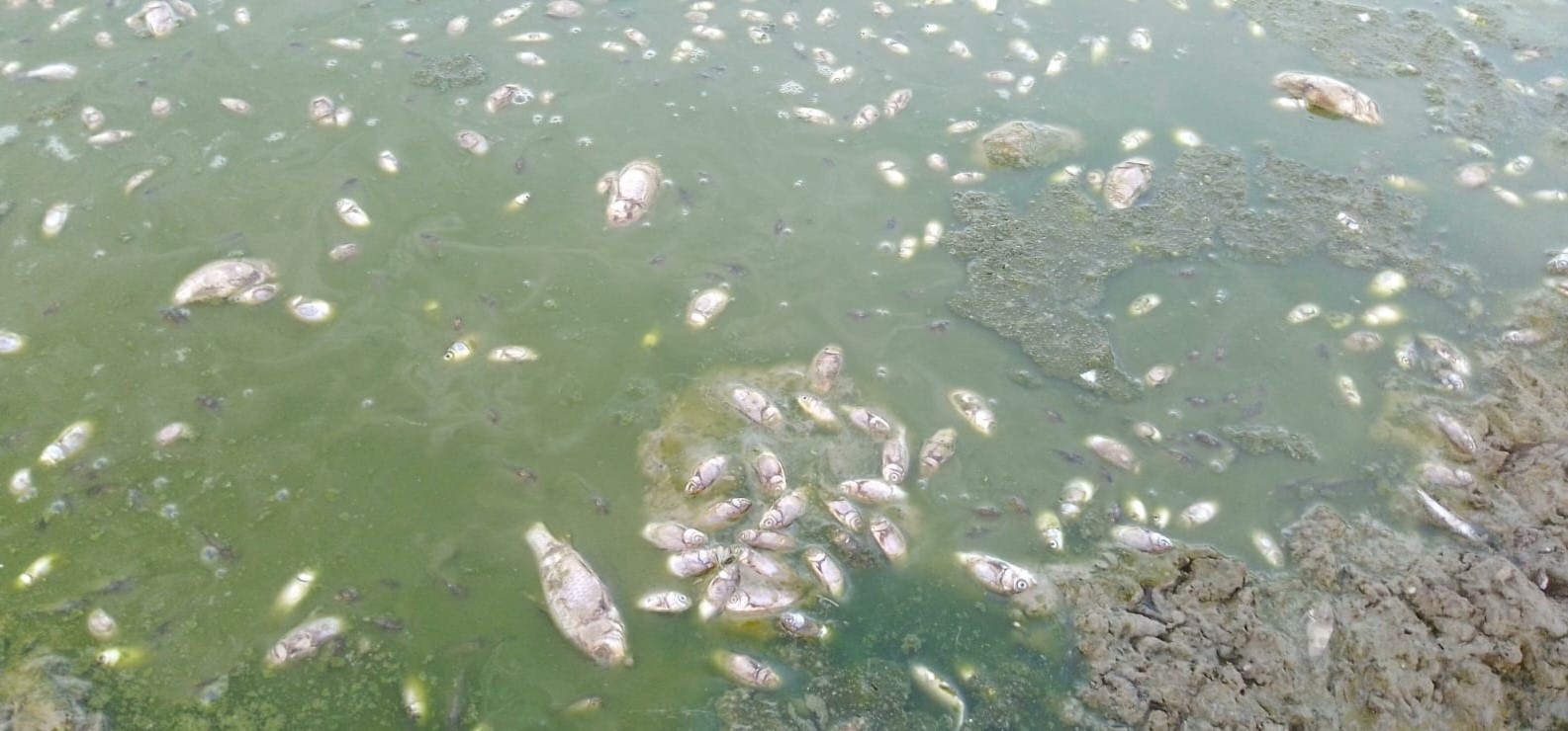Tekirdağ’da gölet kurudu, balıklar öldü
