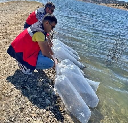 Aslanapa’da baraj ve göletlere 118 bin aynalı sazan yavrusu bırakıldı
