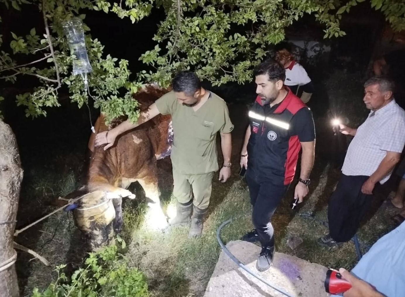 Adanada yangnda 5 inek telef oldu
