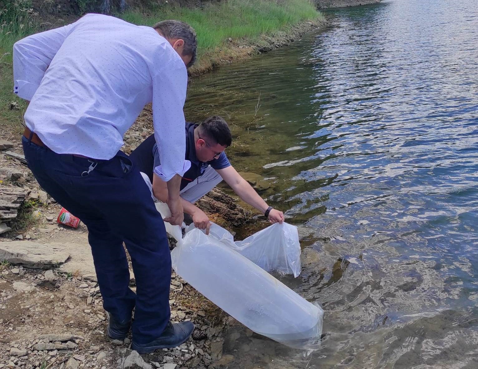 Emet’te baraj ve göletlere 40 bin 700 aynalı sazan balığı yavrusu bırakıldı