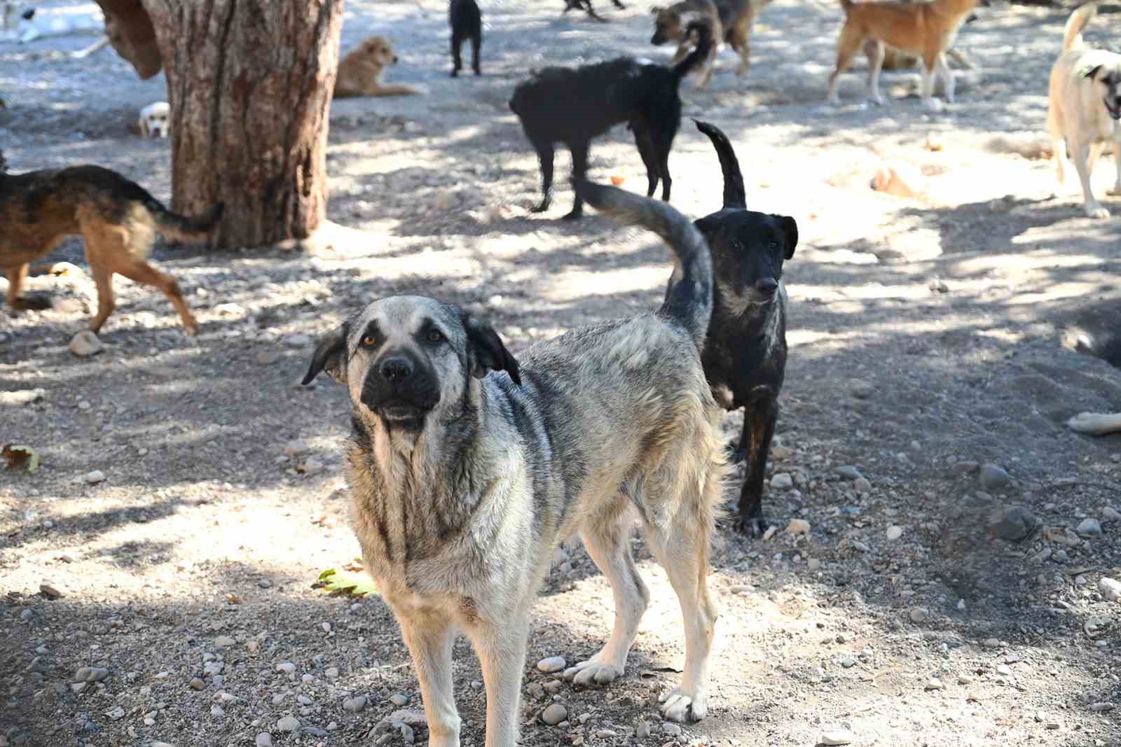 Kemer Belediyesi, Haziran’da 50 canı sahiplendirdi
