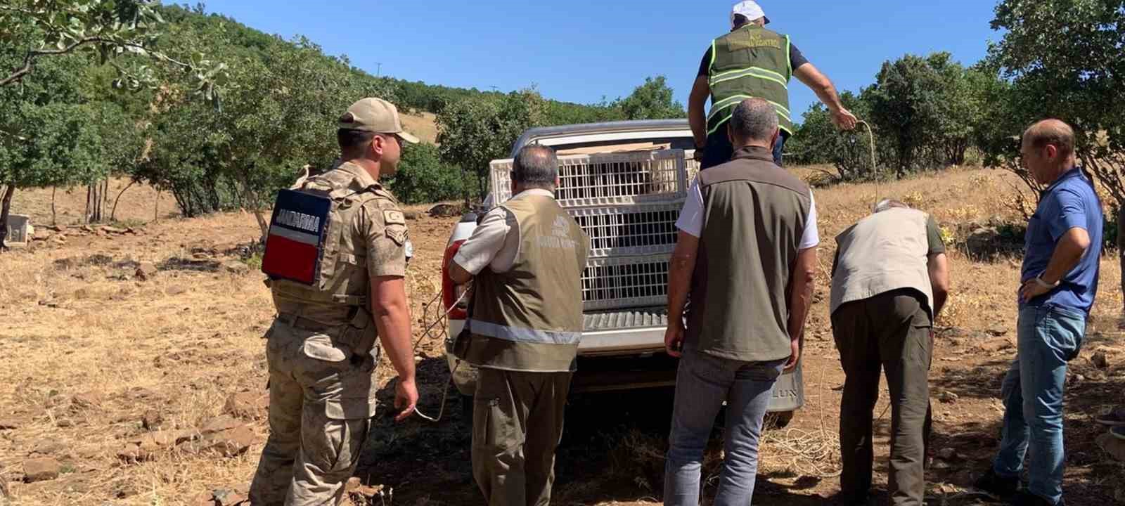 Elazığ’da kene ve zararlı böceklerle biyolojik mücadele çerçevesinde doğaya keklik salımı gerçekleşti