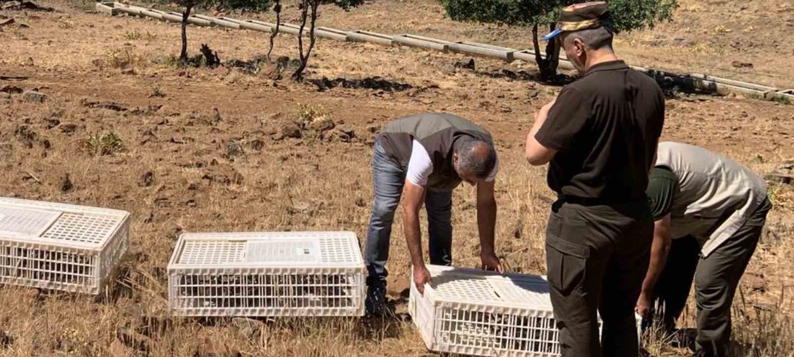 Elazığ&rsquo;da kene ve zararlı b&ouml;ceklerle biyolojik m&uuml;cadele &ccedil;er&ccedil;evesinde doğaya keklik salımı ger&ccedil;ekleşti
