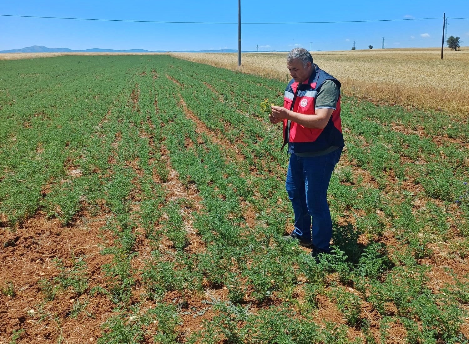 Çavdarhisar’da nohut tarlalarının kontrolleri yapıldı