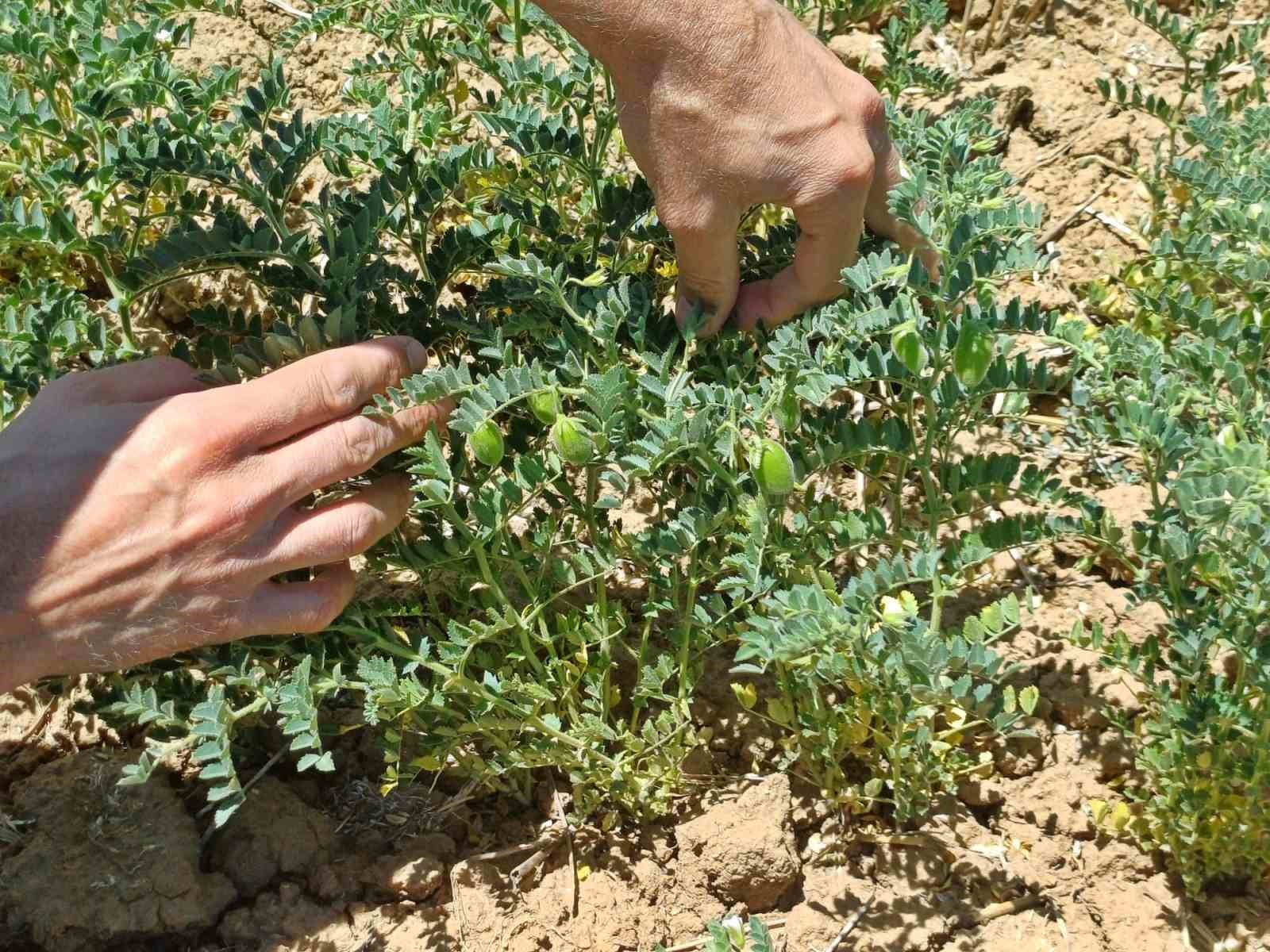 Çavdarhisar’da nohut tarlalarının kontrolleri yapıldı