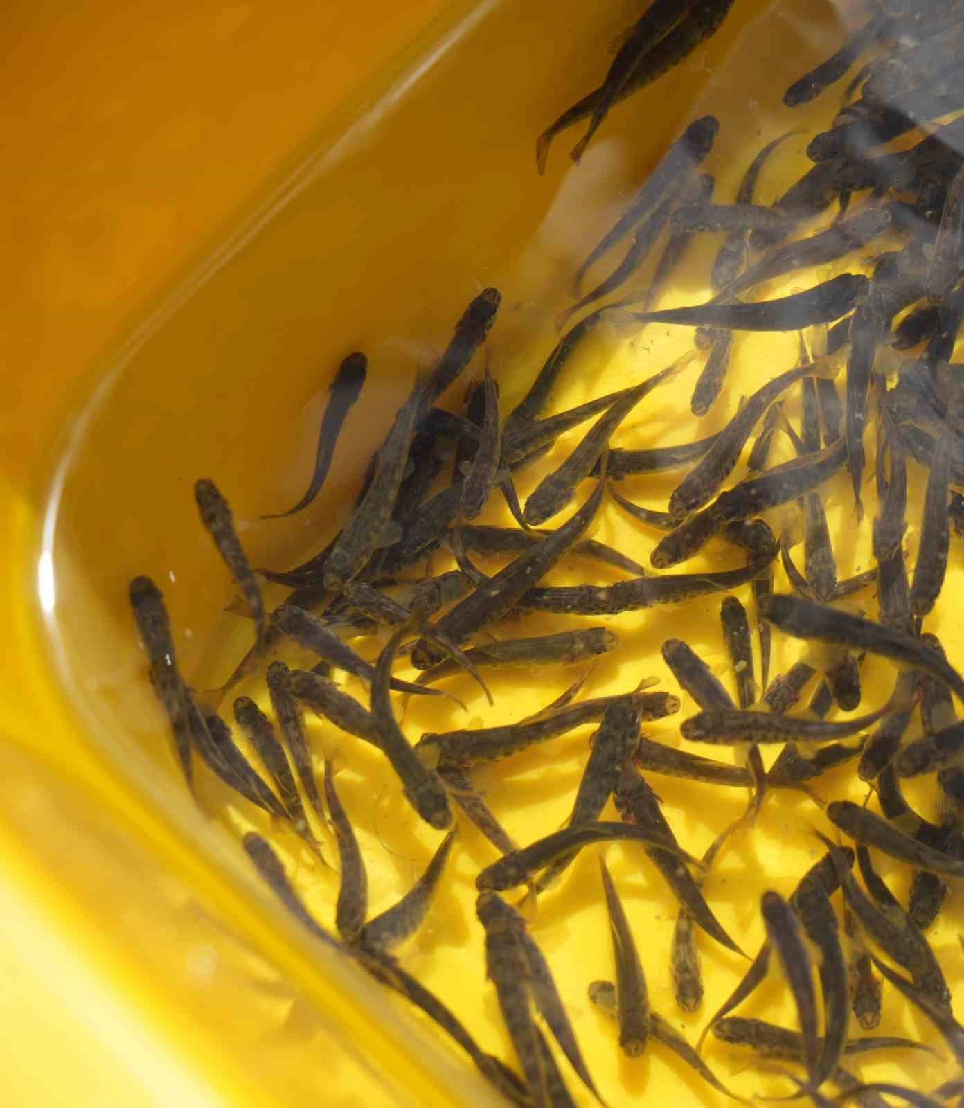 Gümüşhane’de 10 bin kırmızı benekli alabalık doğaya salındı
