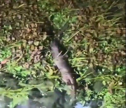 Akyaka’da nesli tükenme tehlikesindeki Su Samuru görüntülendi