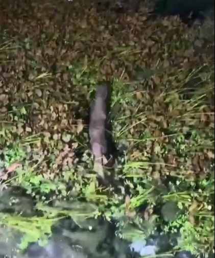 Akyaka&rsquo;da nesli t&uuml;kenme tehlikesindeki Su Samuru g&ouml;r&uuml;nt&uuml;lendi
