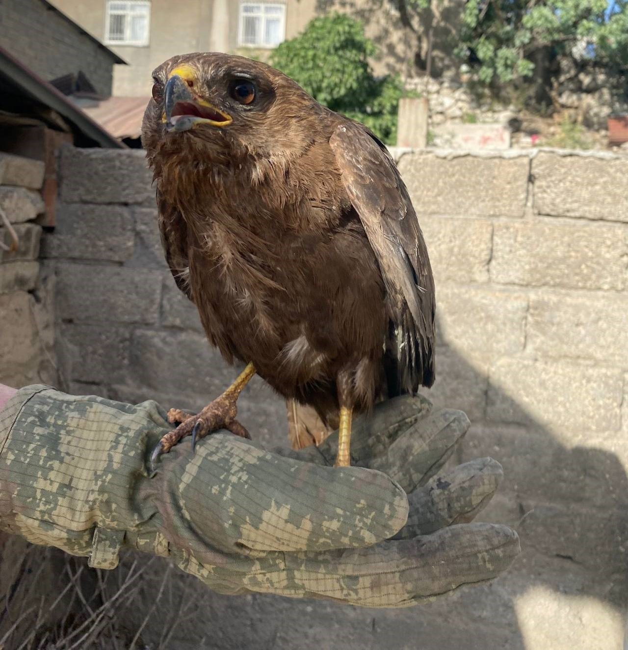 Şırnak&rsquo;ta yaralı şahinler tedavi altına alındı
