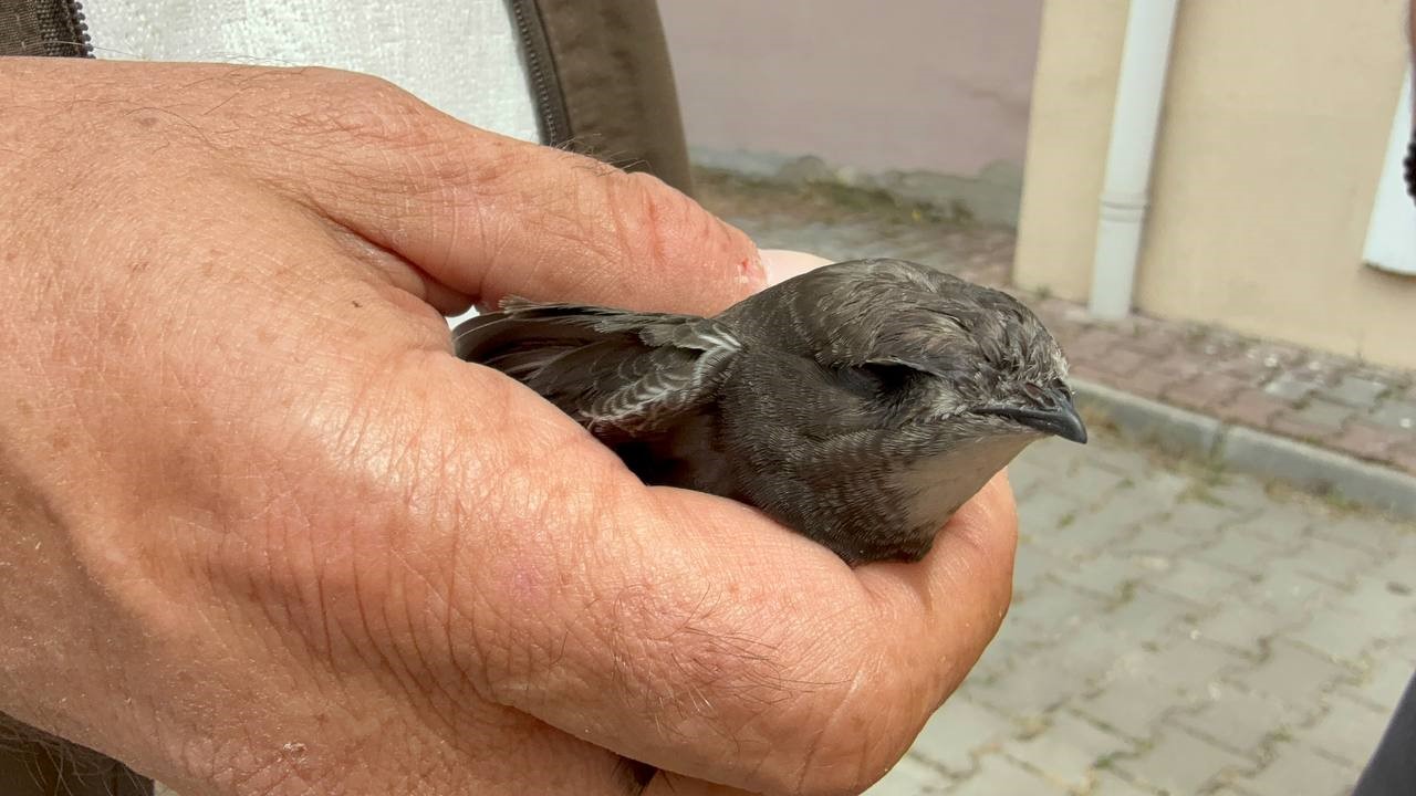Karab&uuml;k&rsquo;te bitkin halde bulunan ebabil kuşu tedavi altına alındı
