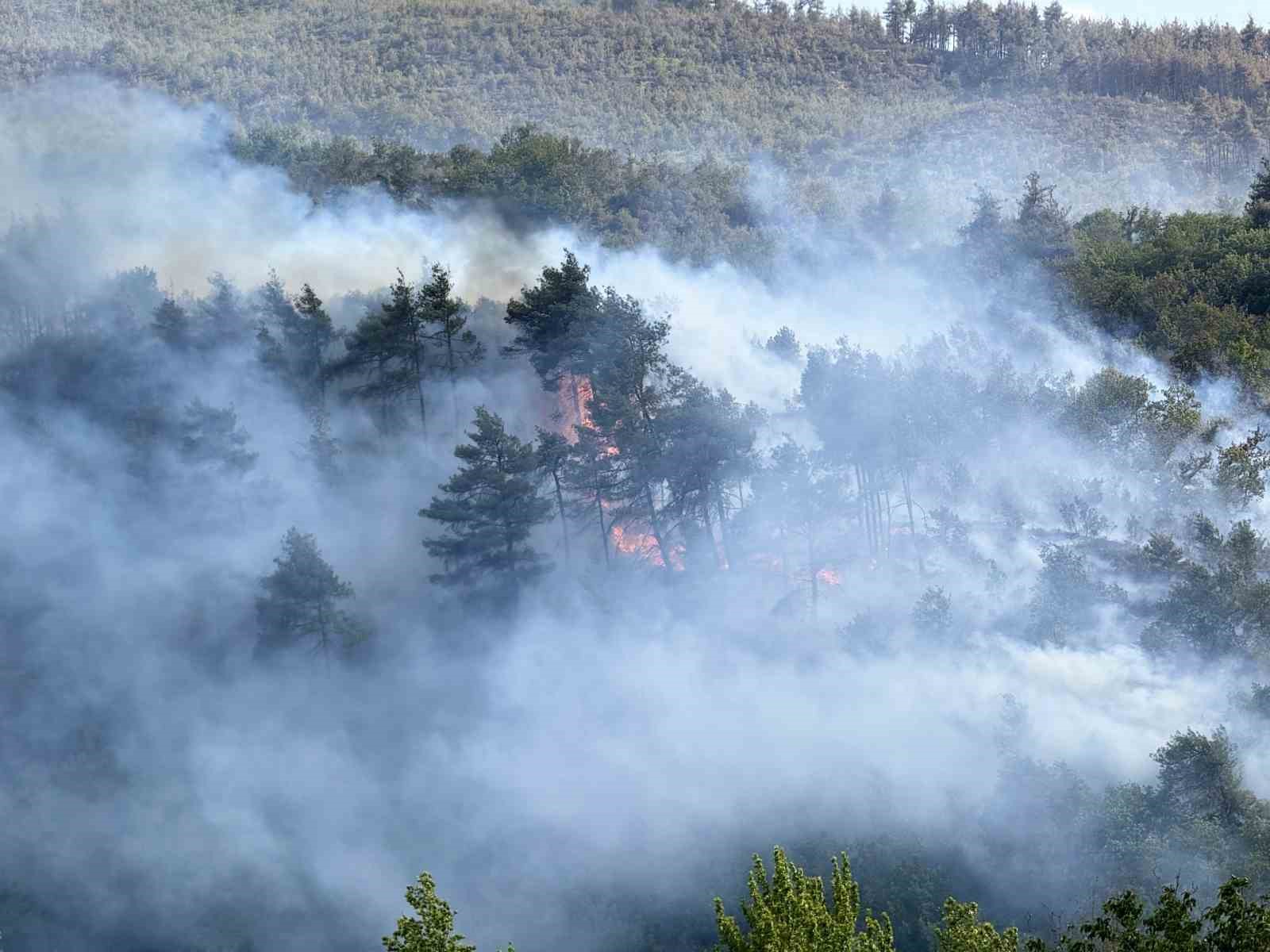 Sakarya’dan, Bilecik’e sıçrayan yangının çıkış sebebi belli oldu
