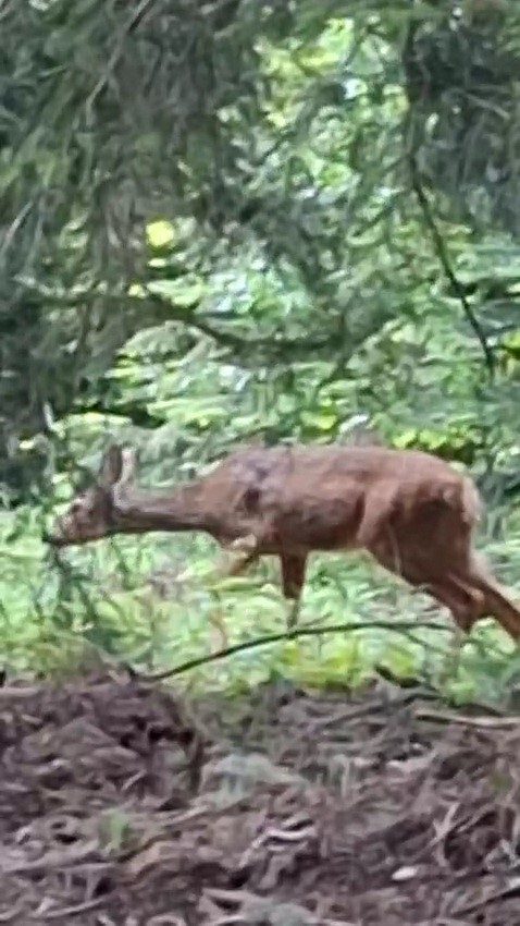 Orman işçisi, kendisine yaklaşan karacayı cep telefonu kamerasıyla görüntüledi