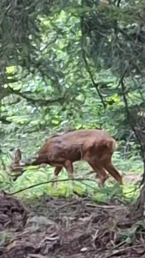 Orman iş&ccedil;isi, kendisine yaklaşan karacayı cep telefonu kamerasıyla g&ouml;r&uuml;nt&uuml;ledi
