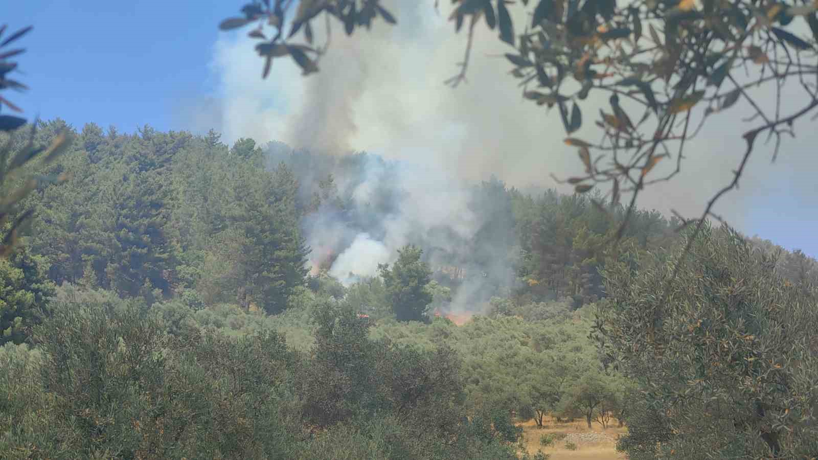 Muğla’da orman yangını