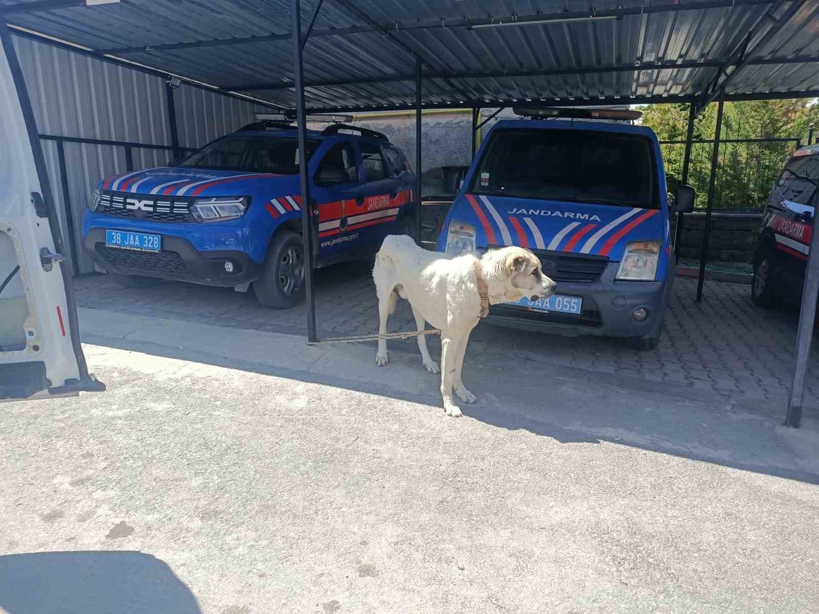 Köpeği otomobile bağlayarak çektiren şahsa ceza