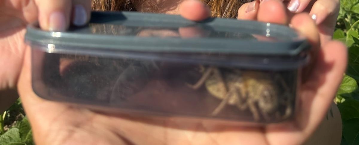 Kırşehir’de ’yamyam tombul çekirge’ görüldü