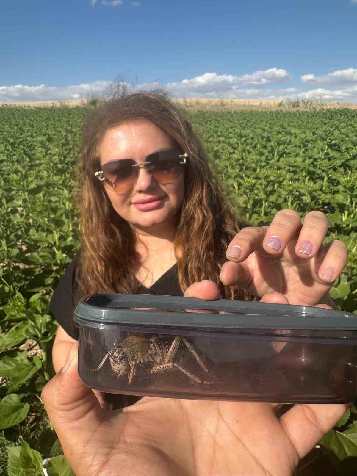 Kırşehir&rsquo;de &rsquo;yamyam tombul &ccedil;ekirge&rsquo; g&ouml;r&uuml;ld&uuml;
