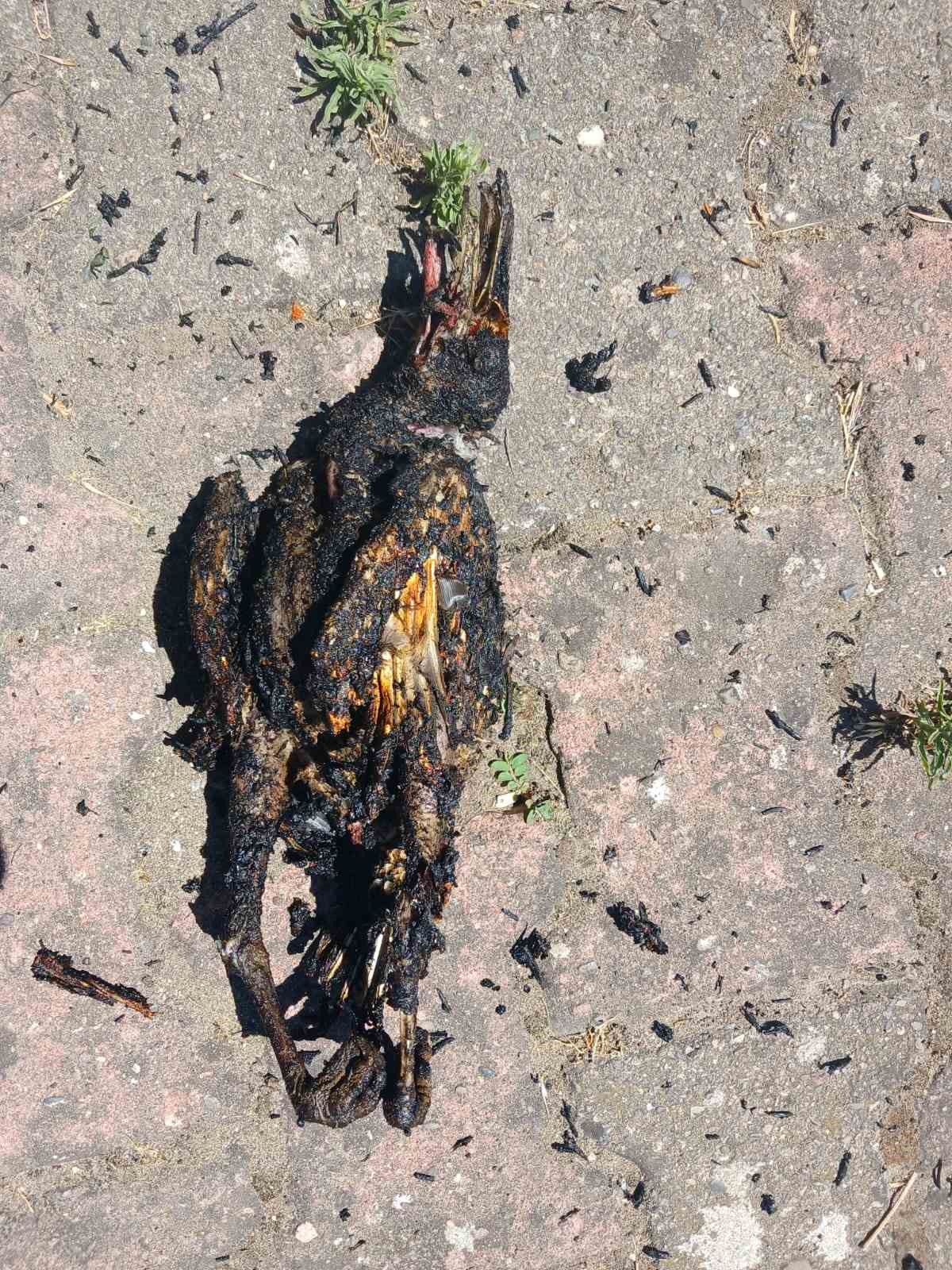 Yüksek gerilim hattına konan karga yangın çıkardı