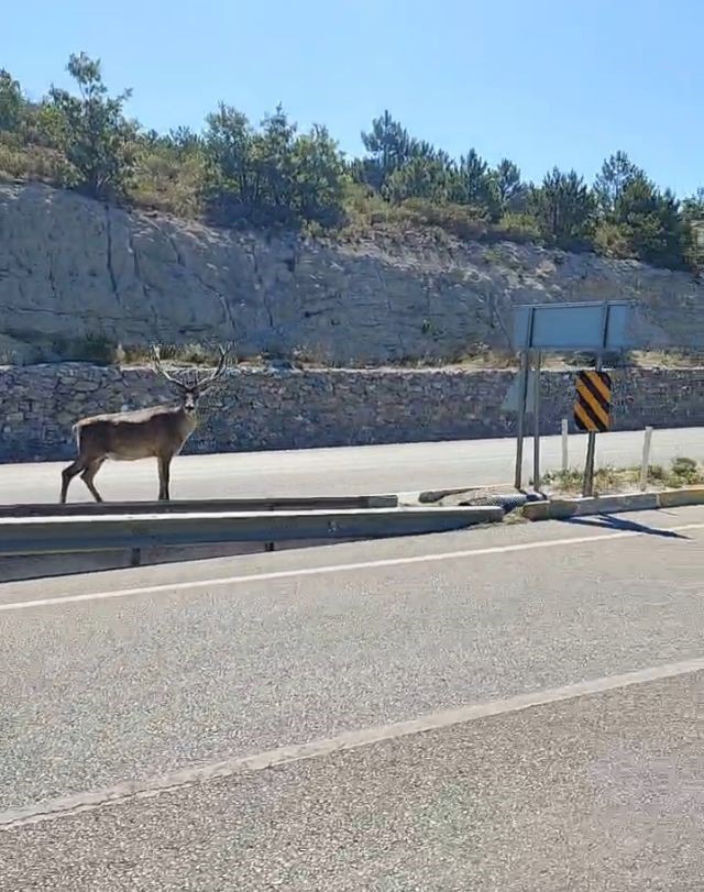 Refüjde geyik gören sürücüler cep telefonlarına sarıldı