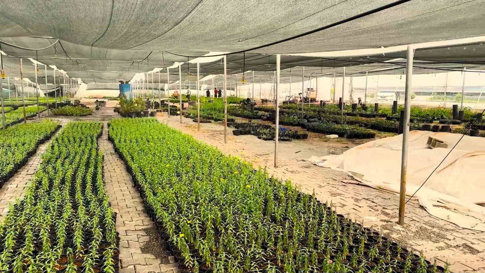 Eyy&uuml;biye&rsquo;nin &Ccedil;i&ccedil;ekleri Eyy&uuml;biye Serakent&rsquo;ten
