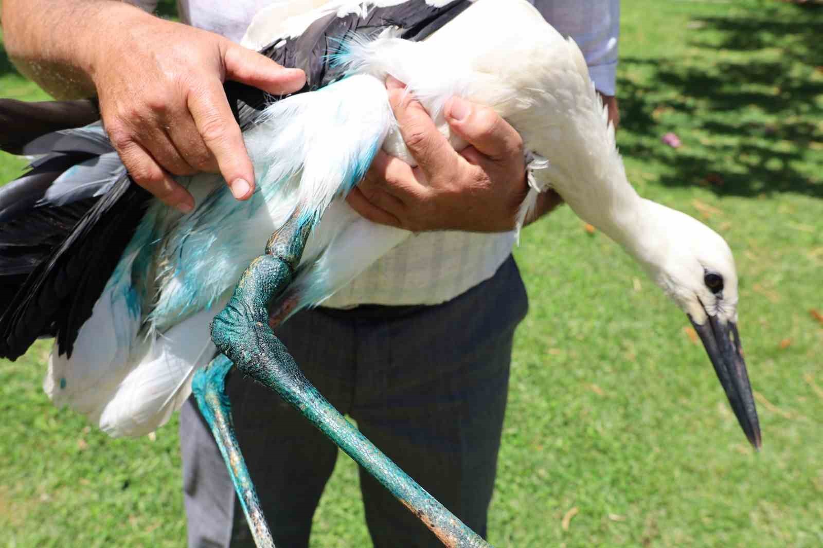Yaralı leyleğe imamdan şefkat eli: "Kur’an kursumuzun maskotu oldu"