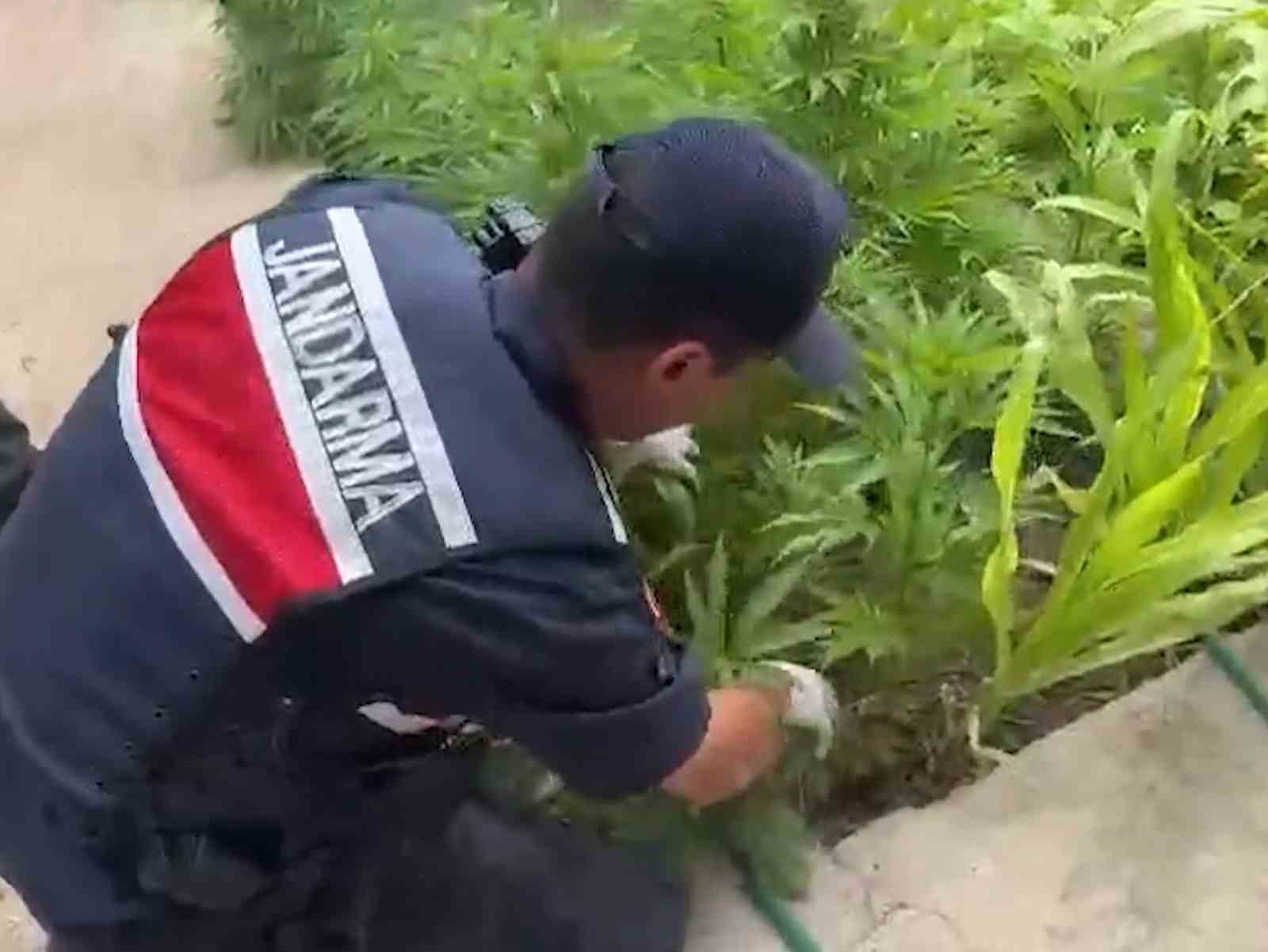 Kırıkkale&rsquo;de evin bah&ccedil;esinde bin 53 k&ouml;k kenevir ele ge&ccedil;irildi: 2 g&ouml;zaltı
