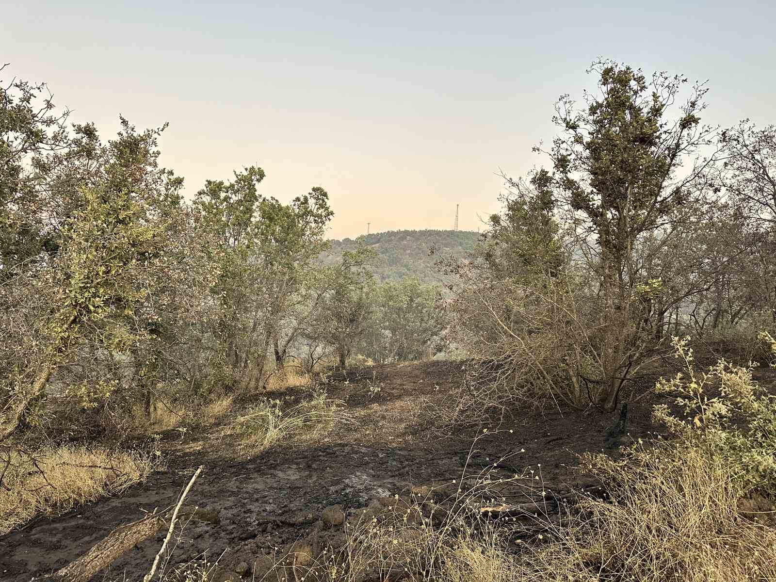 Uşak’ta meşelik alana sıçrayan yangın kontrol altına alındı