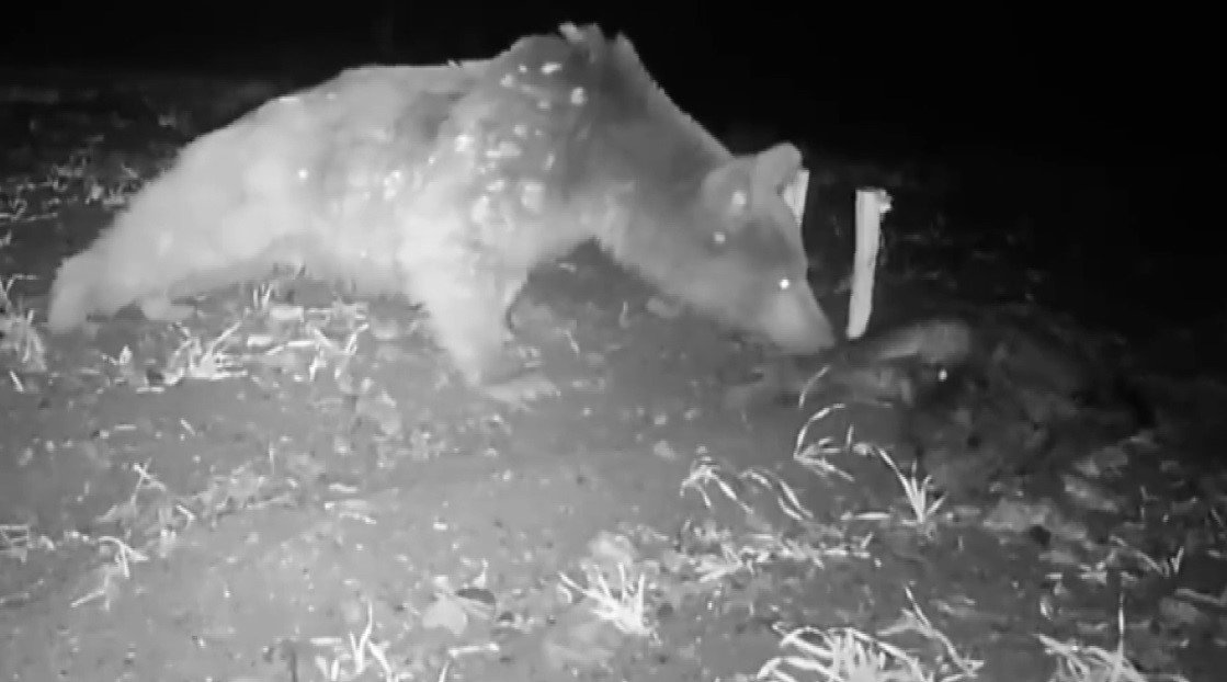 Boz ayı fotokapanla görüntülendi