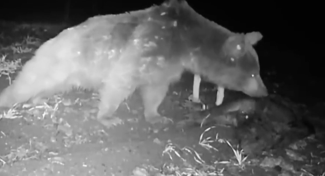 Boz ayı fotokapanla g&ouml;r&uuml;nt&uuml;lendi
