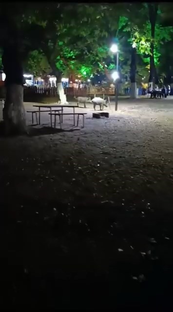Aç kalan domuzlar, piknik alanında görüntülendi