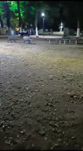 Aç kalan domuzlar, piknik alanında görüntülendi