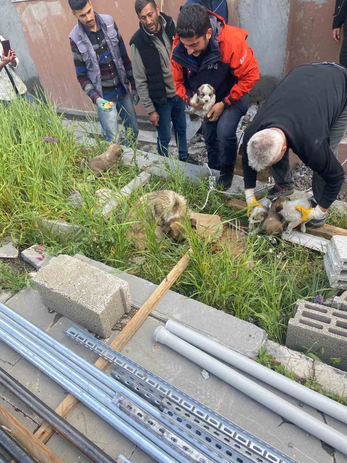 Kars&rsquo;ta soba bacasına d&uuml;şen yavru k&ouml;pekler kurtarıldı
