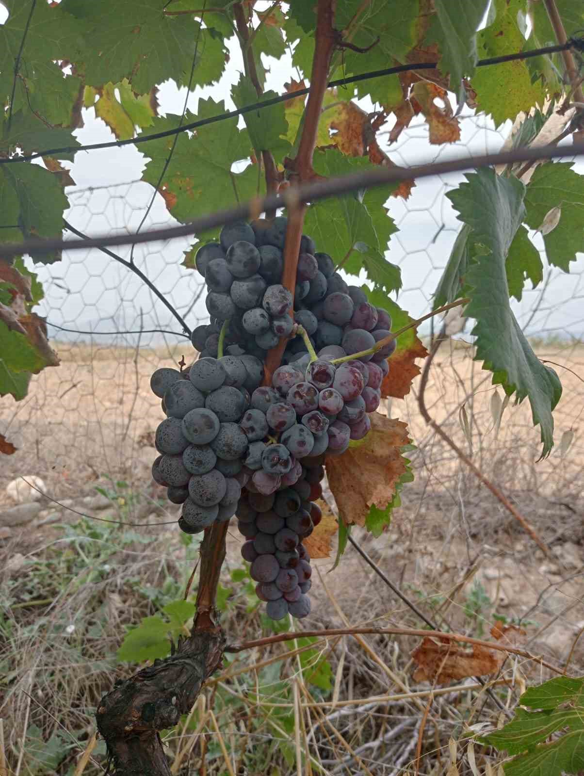 Osmancık karası &uuml;z&uuml;m&uuml;, T&uuml;rkiye Tohum Gen Bankasına kaydedildi
