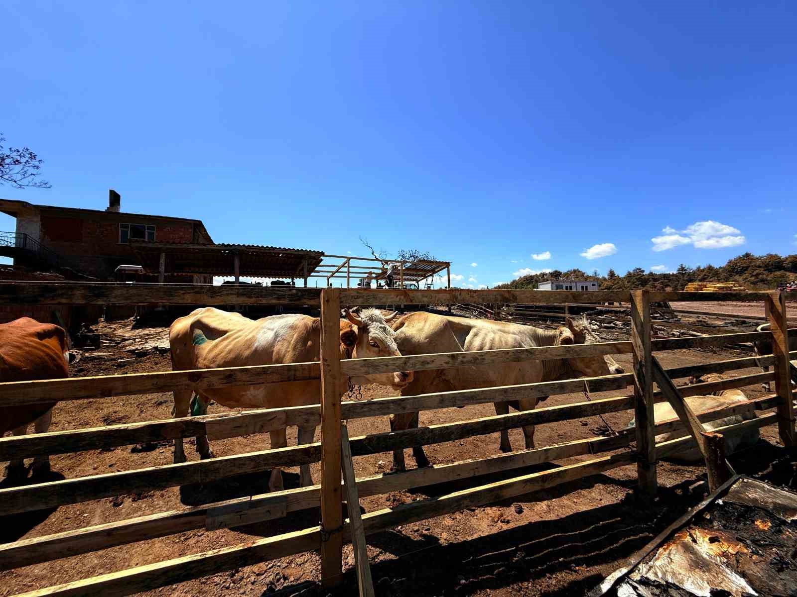 K&ouml;y sakininin ahırı belediye &ccedil;alışanları tarafından yeniden inşa edildi
