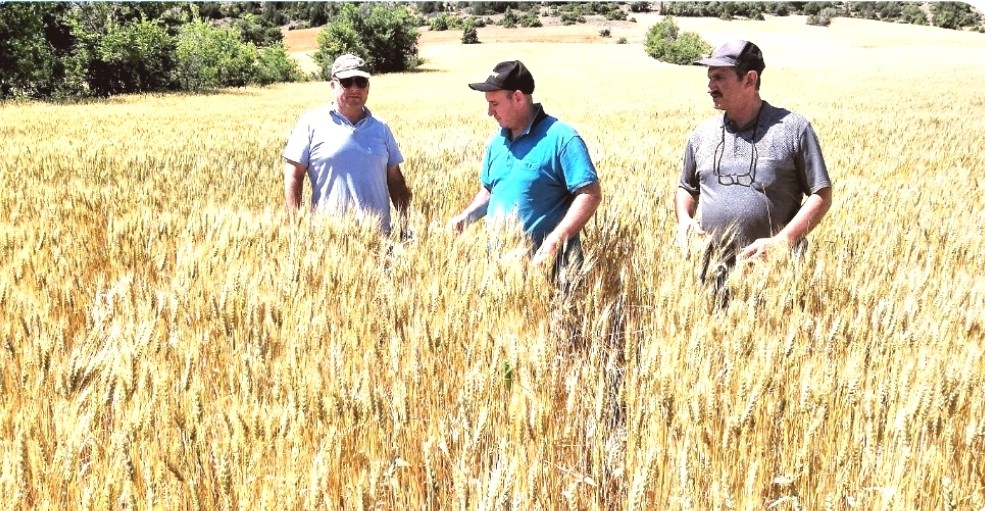Kütahya’da 3 bin 105 dekar alana ekilen buğdayların tarla kontrolleri tamamlandı