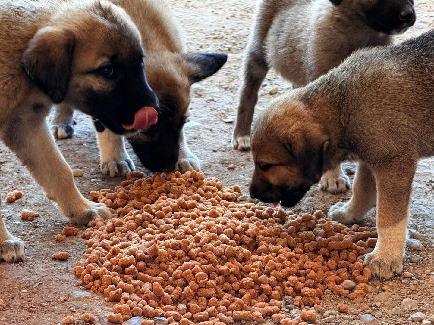 İnsanlara umut, can dostlara yuva