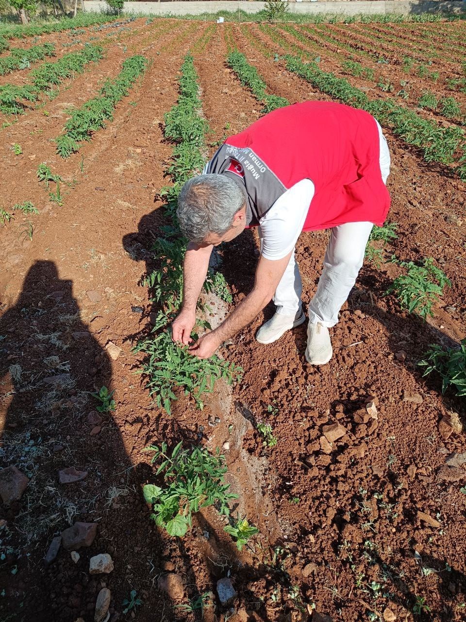 Menteşe’de tarım ekiplerinden ürün kontrolü ve çiftçi ziyareti gerçekleştirildi
