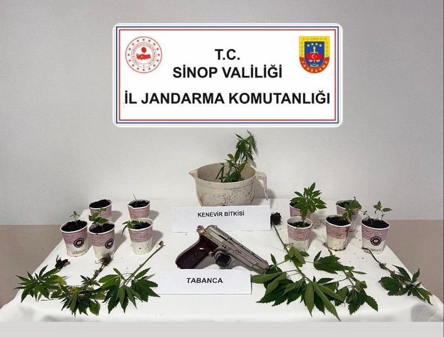 Sinop’ta jandarmadan kenevir operasyonu: 4 şüpheliye adli işlem