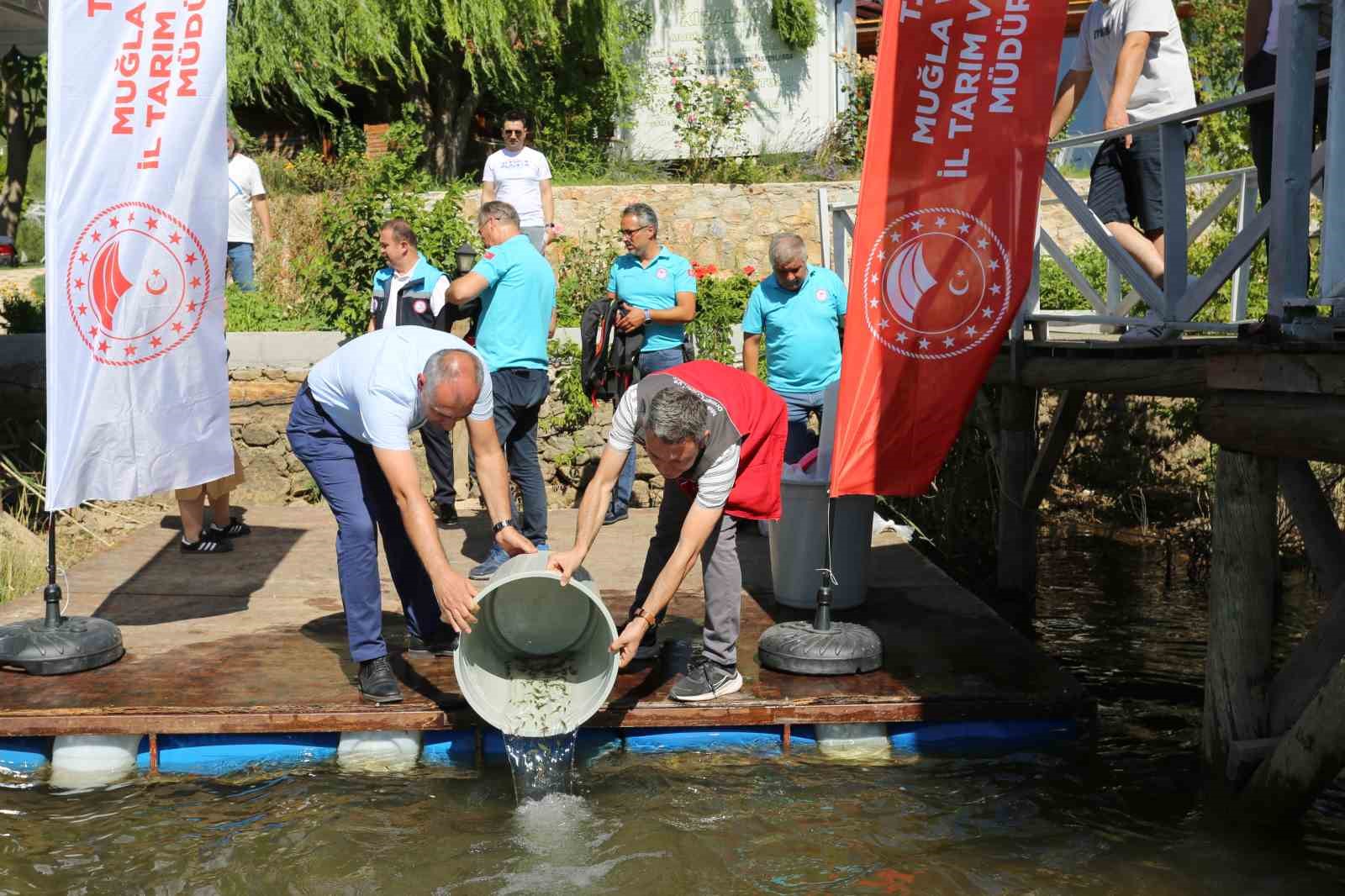 Muğla’da 205 bin sazan yavrusu su kaynaklarına bırakıldı
