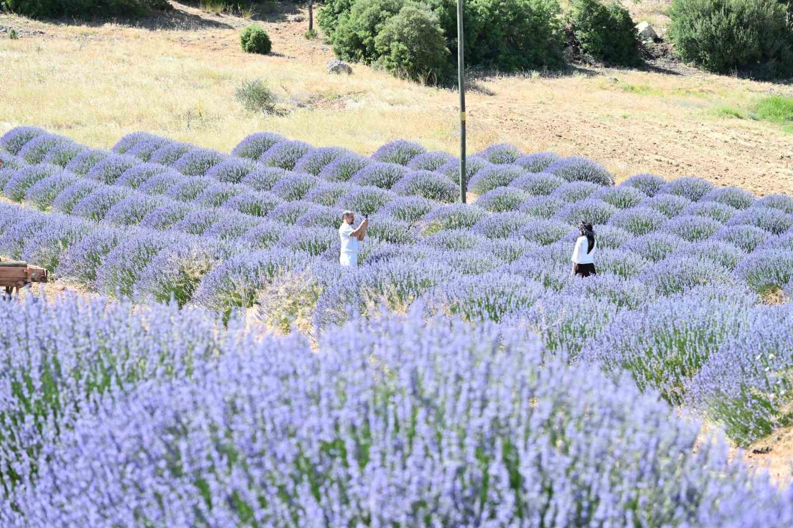 Lavanta Kokulu Köy Kuyucak’ta mor şölen sakin geçiyor