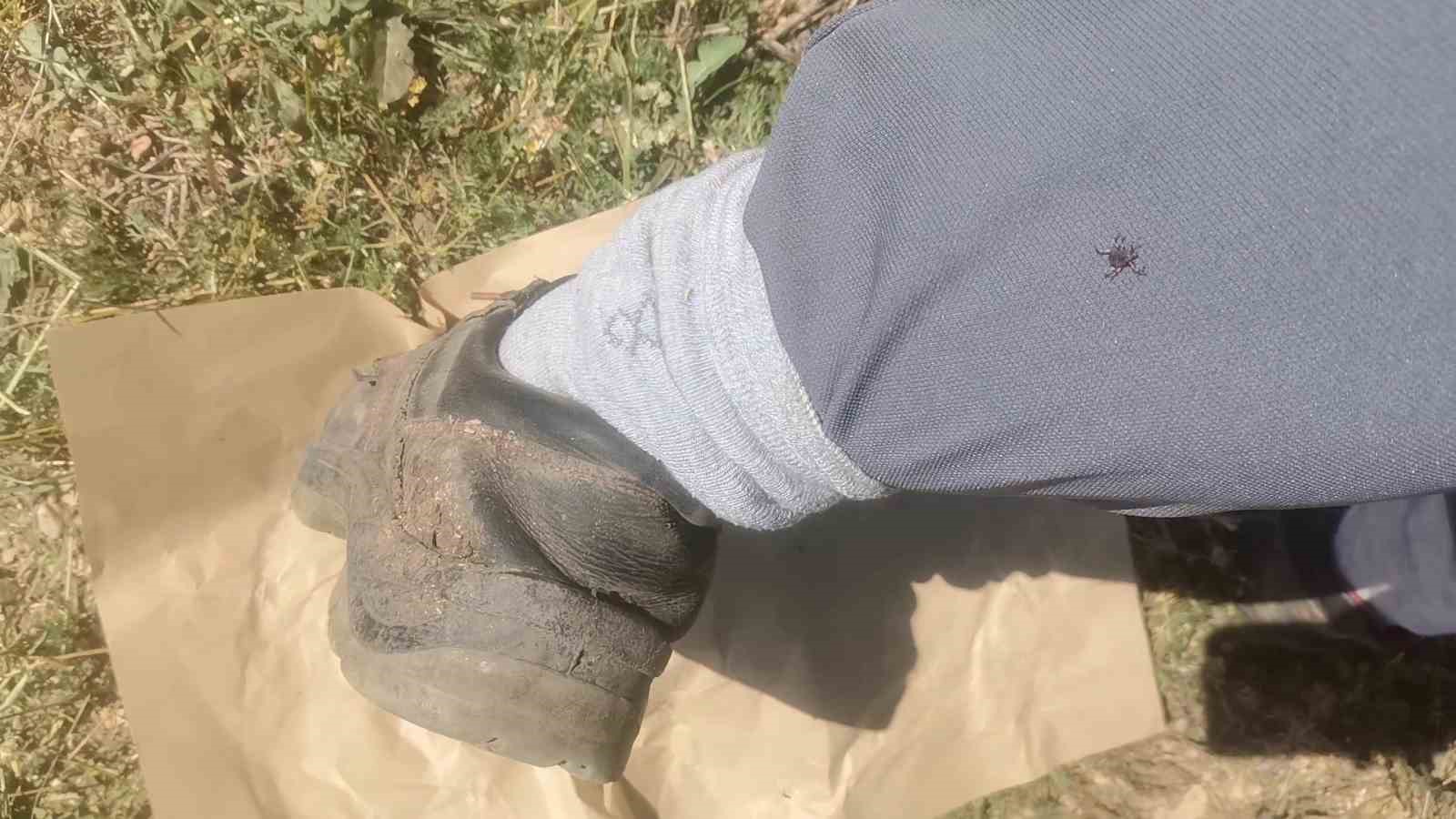 Keneler avını titreşimle buluyor
