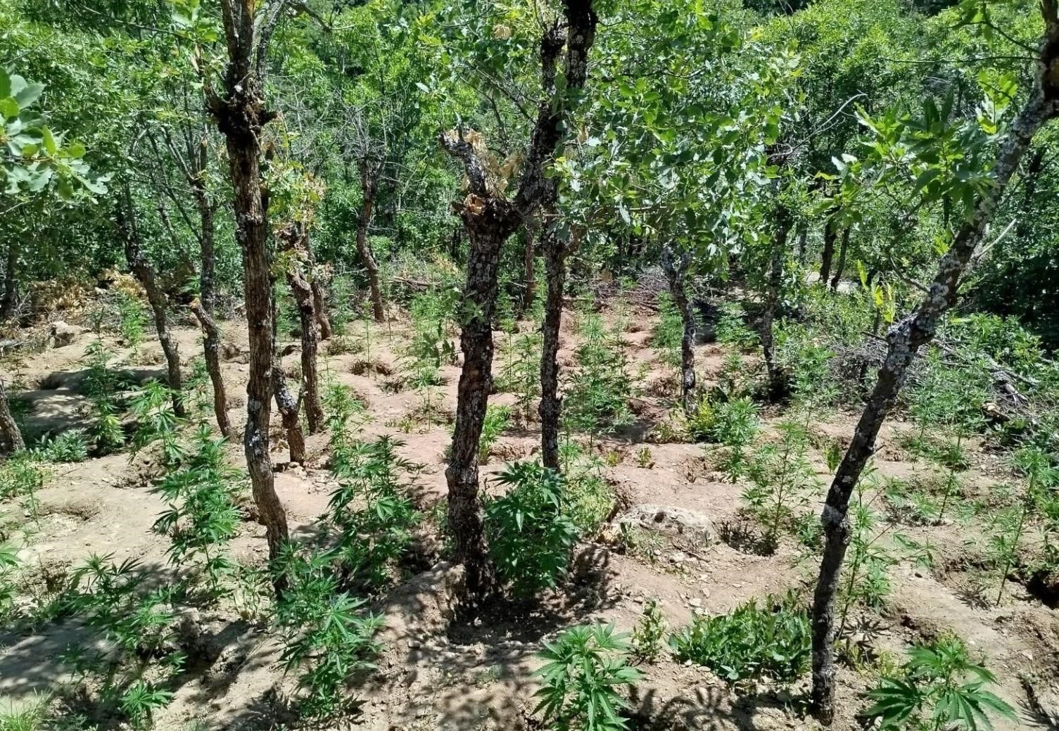 Bing&ouml;l&rsquo;de yaklaşık 6 bin k&ouml;k kenevir bitkisi ele ge&ccedil;irildi
